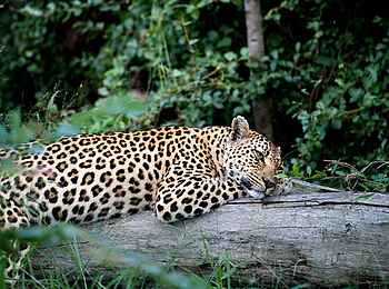 Singita Boulders Lodge: Leopard beim entspannen
