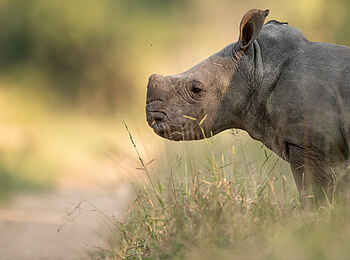 Singita Boulders Lodge: Nashornjunges