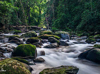 Aberfoyle Lodge: Nyankombe River Aberfoyle Lodge: Nyankombe River