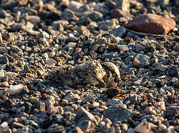 Bumi Hills Safari Lodge: Kiebitzküken Bumi Hills Safari Lodge: Kiebitzküken