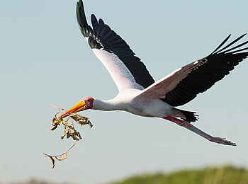 Kanana Camp: Ein Nimmersatt aus der Familie der Störche