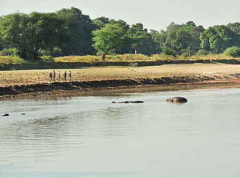 Lion Camp: Flusspferde im Fluss