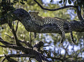 Mombo Camp: Leopard ruht im Baum Mombo Camp: Leopard ruht im Baum