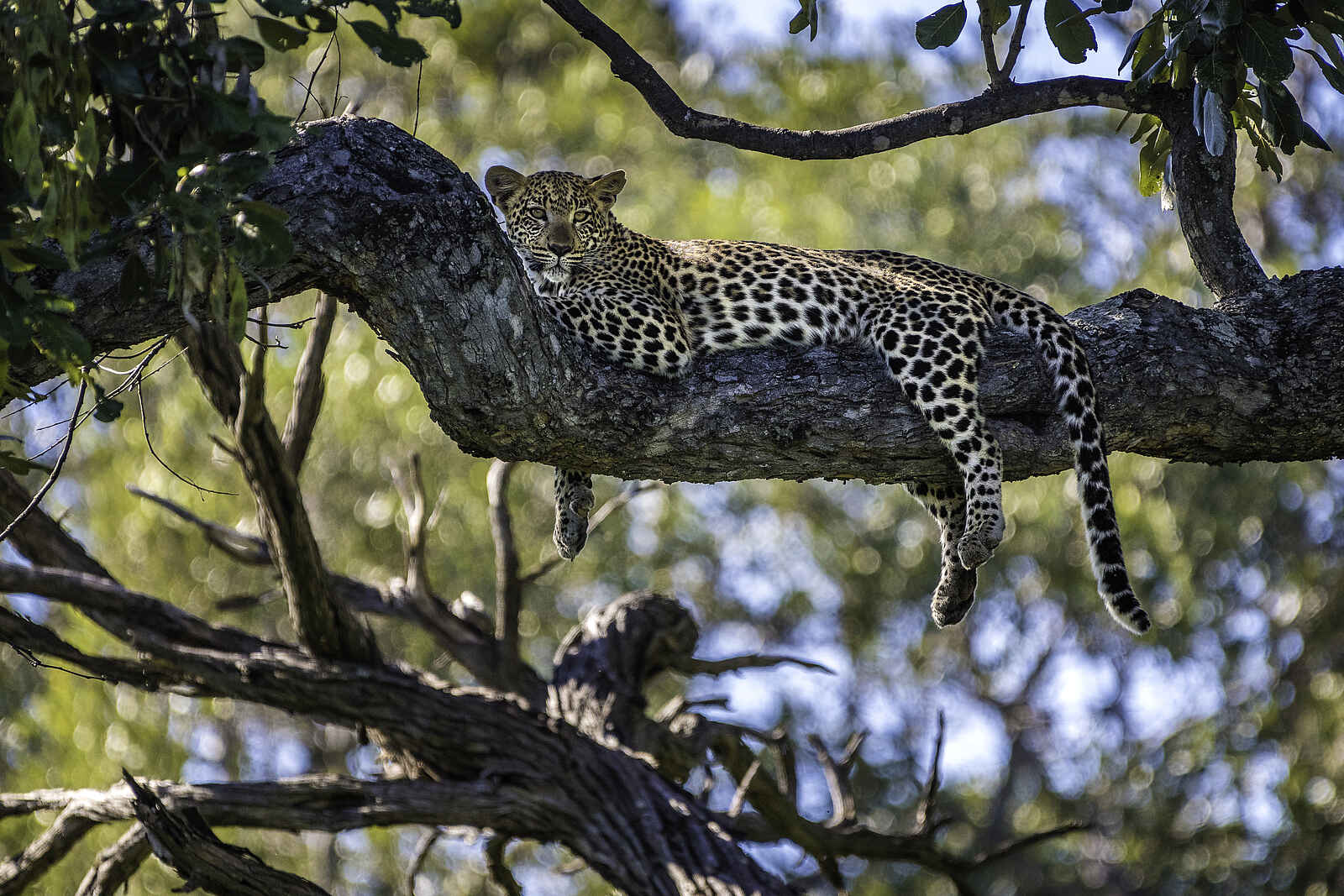 Mombo Camp: Leopard ruht im Baum Mombo Camp: Leopard ruht im Baum