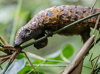 Sangha Lodge: Schuppentier auf Nahrungssuche Sangha Lodge: Schuppentier auf Nahrungssuche