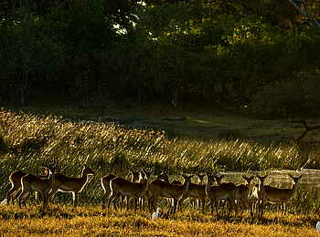 Selinda Camp: Herde von Roten Moorantilopen