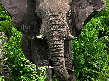 Selinda Explorers Camp: Elefantenbulle Selinda Explorers Camp: Elefantenbulle