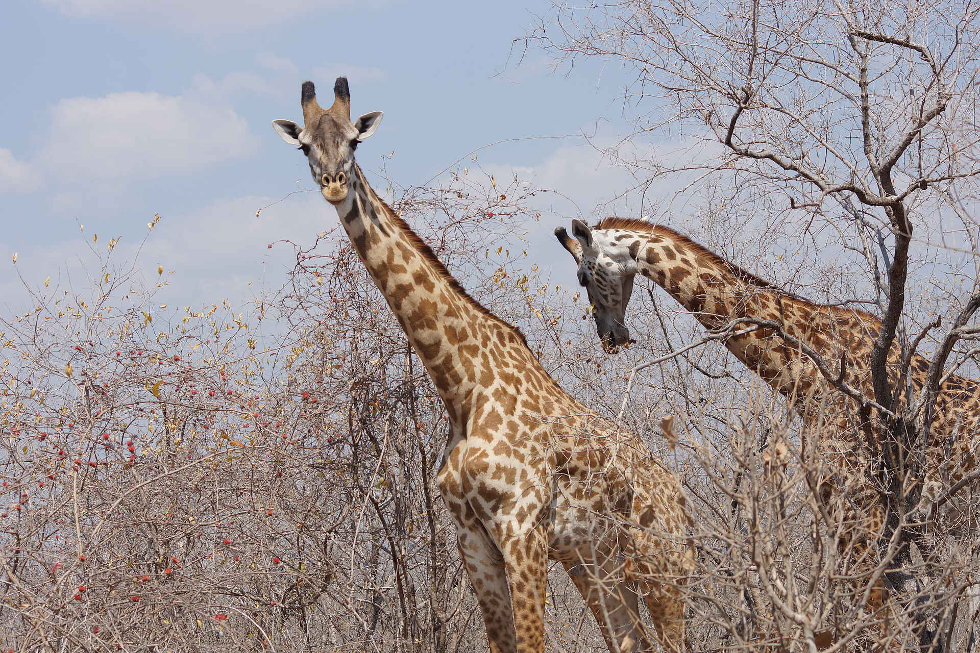 Ubuyu Lodge: Giraffen