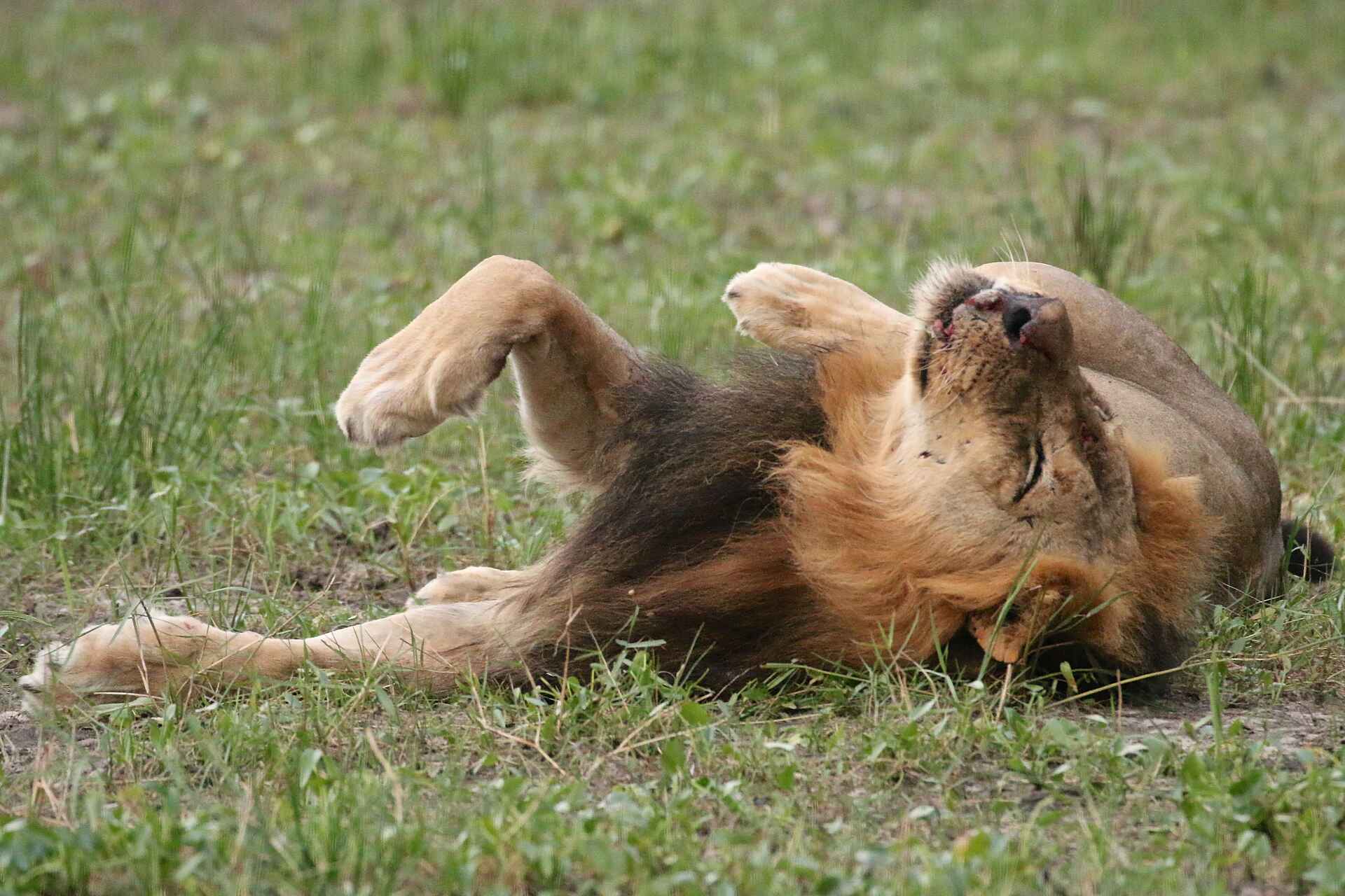 Bomani Tented Lodge, Hwange, Hwange National Park, Imvelo Safari Lodges, Simbabwe, Game Drive, Löwe, Pirschfahrt, Tiere, Afrikarma, Afrikarma Safaris, Afrikarma Safaris - Wildnis. Hautnah., Afrikarma.de