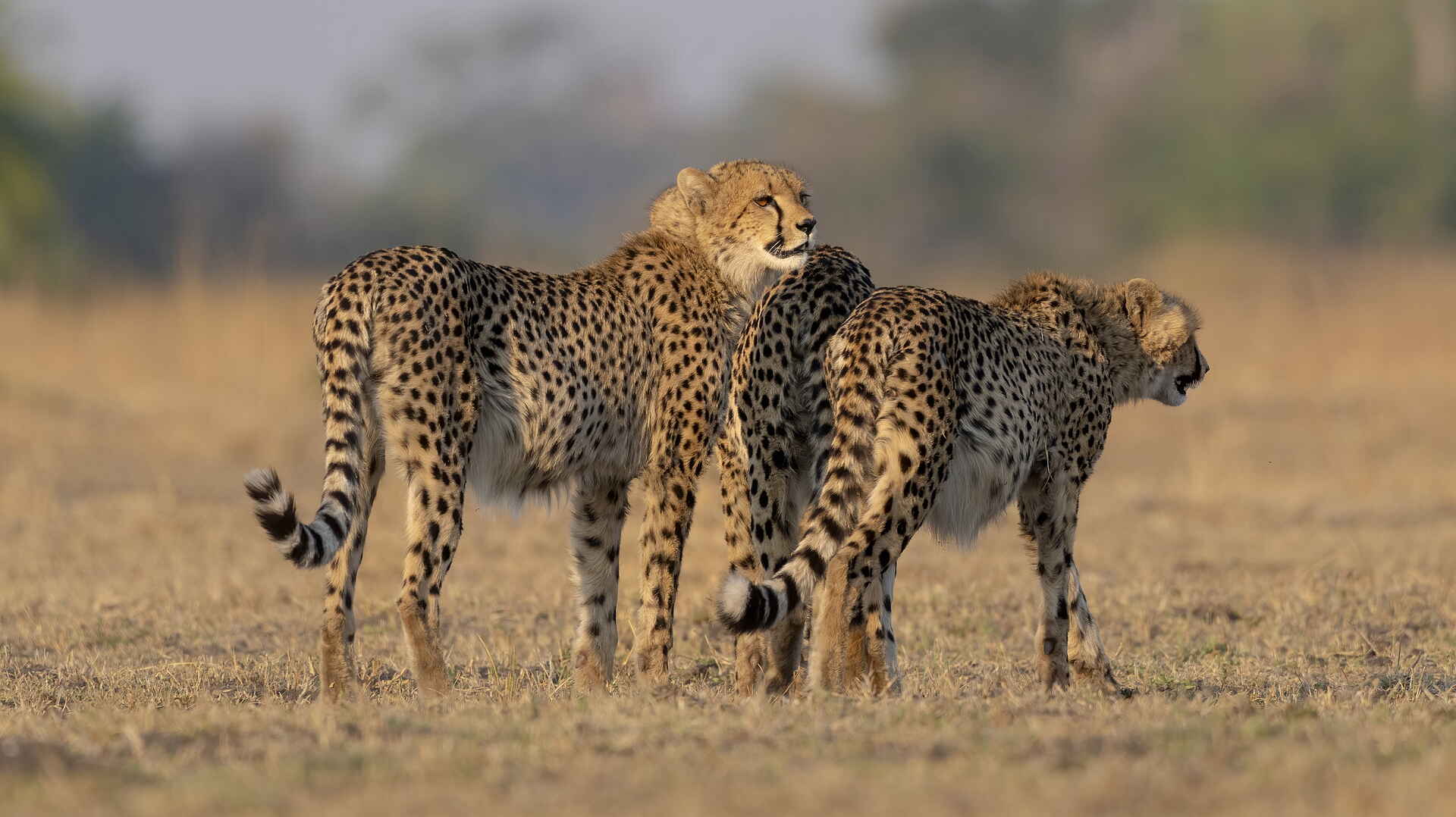 Chisa Busanga Camp: Geparde Chisa Busanga Camp: Geparde