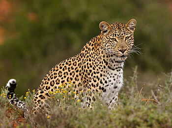 Eagles Crag Lodge: Ein Leopard Eagles Crag Lodge: Ein Leopard