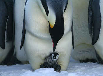 Echo Camp: Ein Babypinguin