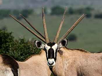 Great Fish River Lodge: Oryxe