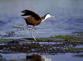 Jacana Camp: African Jacana Jacana Camp: African Jacana
