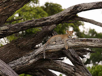 Kanana-Nyana-Camp: Leopard im Baum