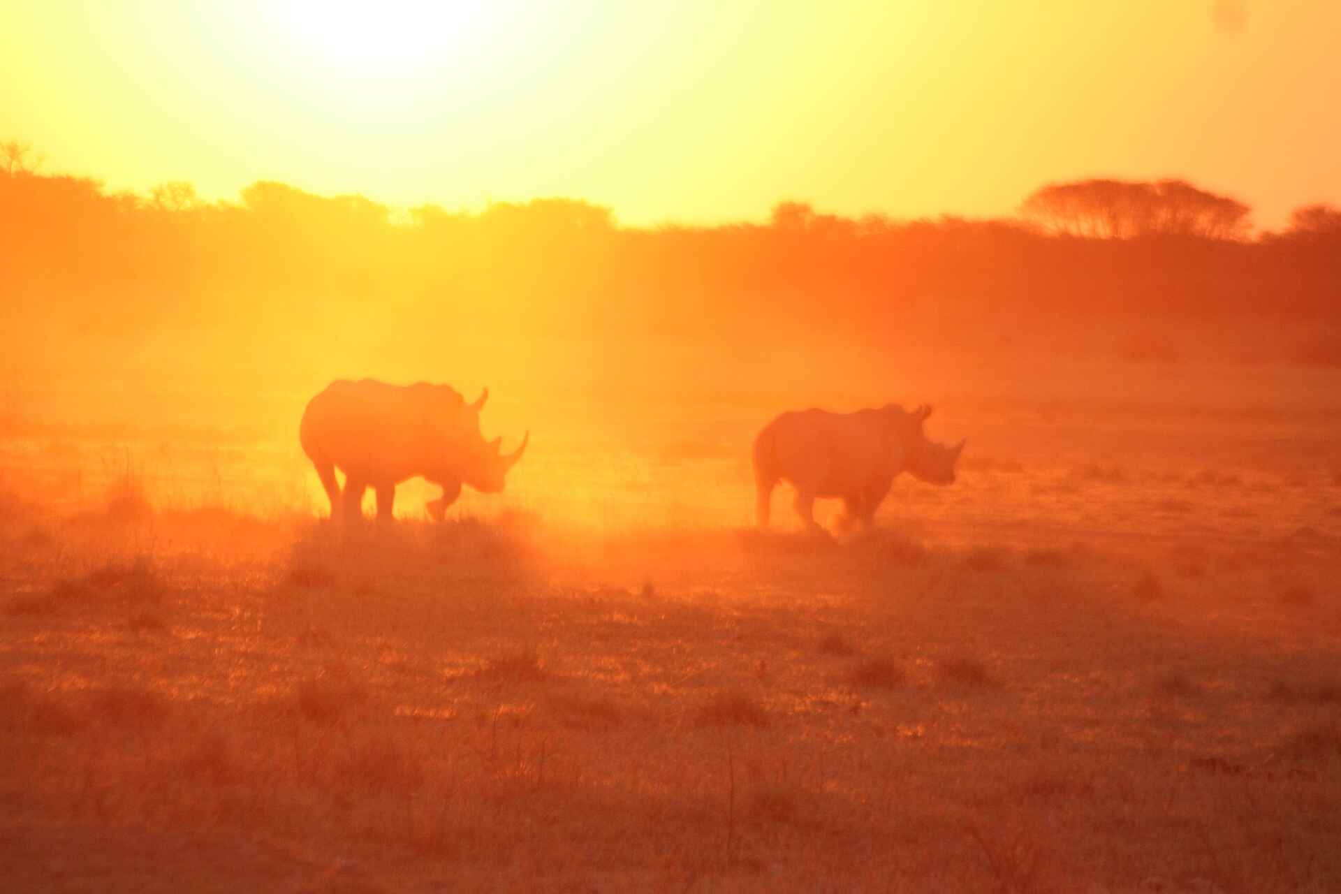 Khama Rhino Sanctuary: Nashörner im Sonnenuntergang Breitmaulnashorn, Kalahari, Khama Rhino Sanctuary, Khama Rhino Sanctuary Trust, Save the Rhino, Serowe, Serwe Pan, Spitzmaulnashorn, Pfanne, Sonnenuntergang, A14