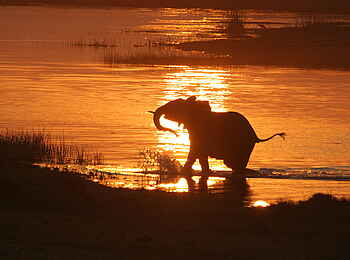 Kwara Camp: Badender Elefant im Abendlicht Kwara Camp: Badender Elefant im Abendlicht