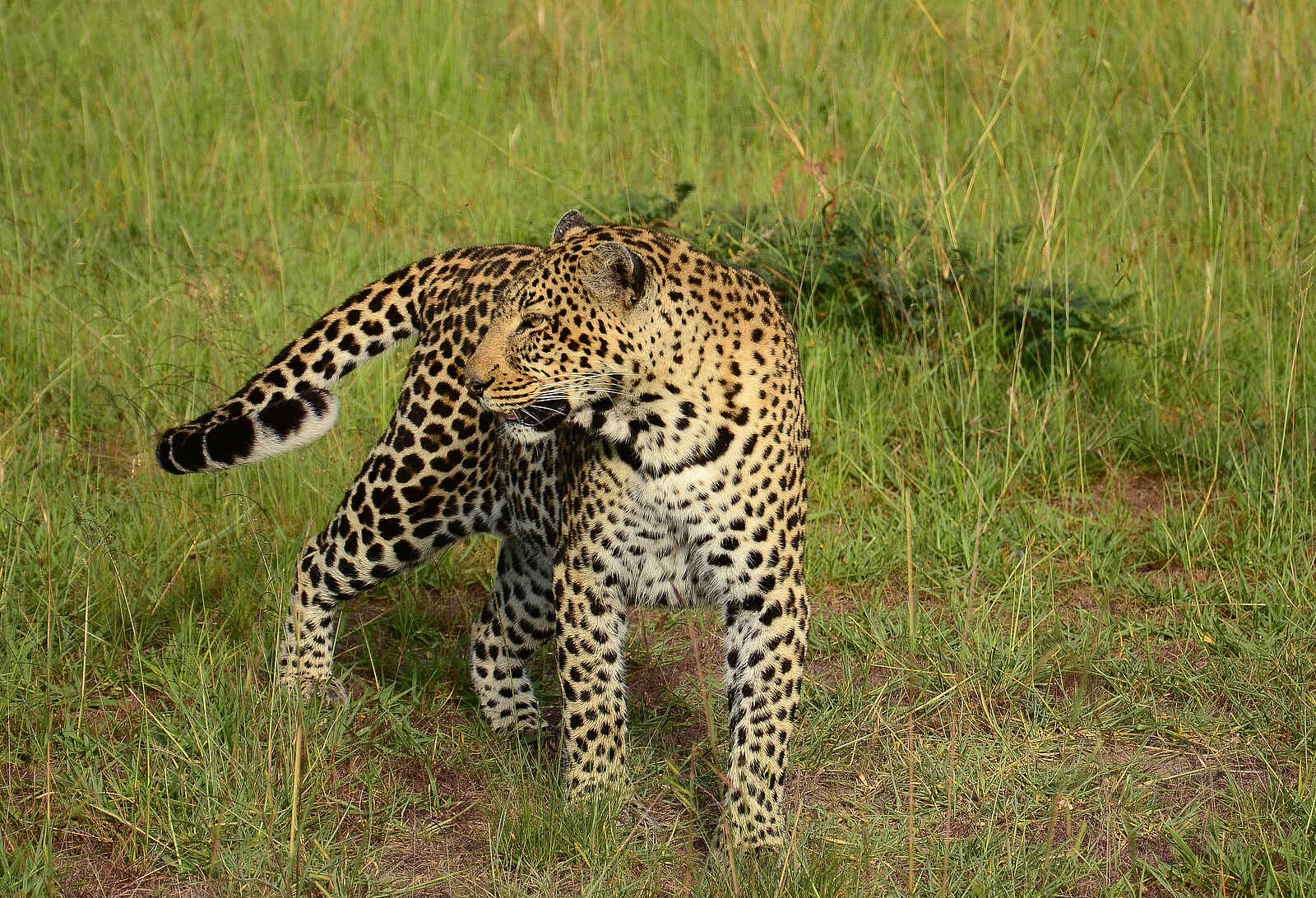 Lemala Mpingo Ridge Lodge: Leopard Lemala Mpingo Ridge Lodge: Leopard