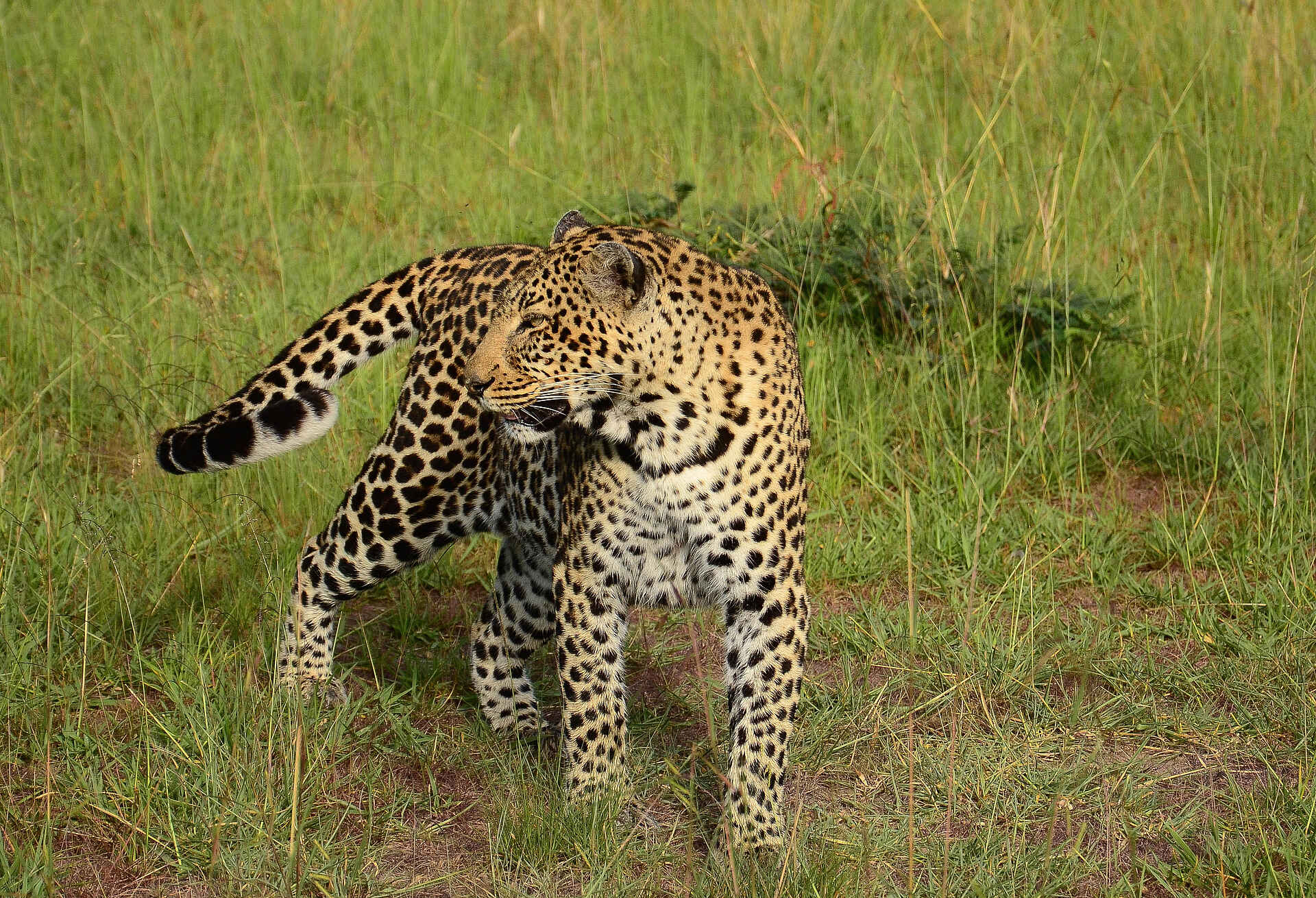 Lemala Mpingo Ridge Lodge: Leopard