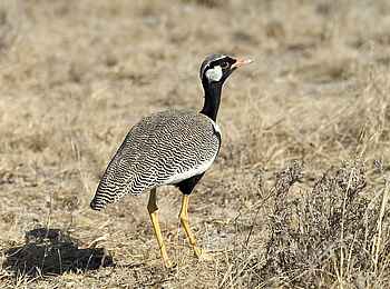 Little Ongava: Weißflügeltrappe Little Ongava: Weißflügeltrappe