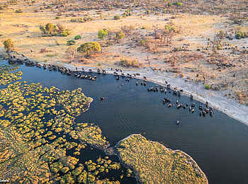 Luiana Plains Expedition Camp: Elefantenherde beim trinken aus der Vogelperspektive