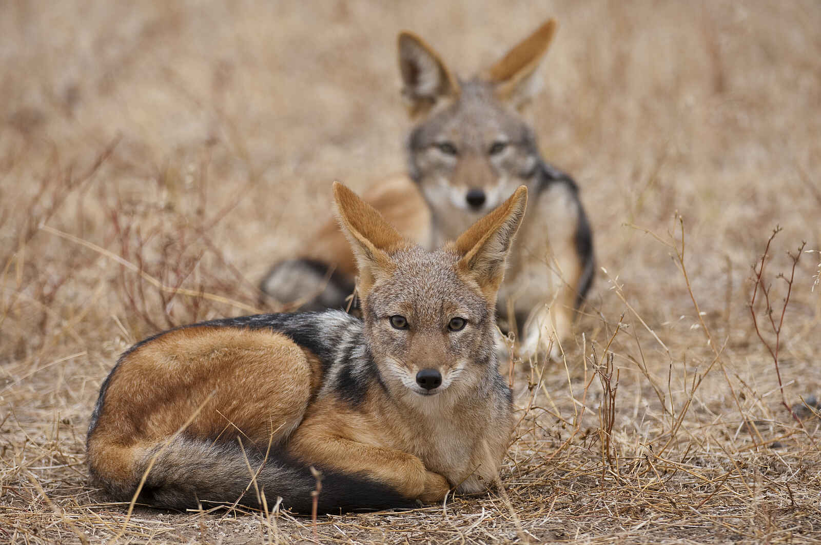 Mashatu Main Camp: Schakale Mashatu Main Camp: Schakale