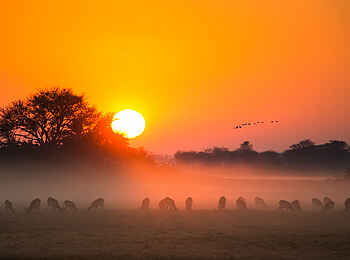 Mukambi Busanga Plains Camp: Romantik pur Mukambi Busanga Plains Camp: Romantik pur