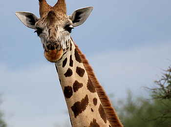 Murchison Falls National Park: Giraffe im Portrait Murchison Falls National Park: Giraffe im Portrait
