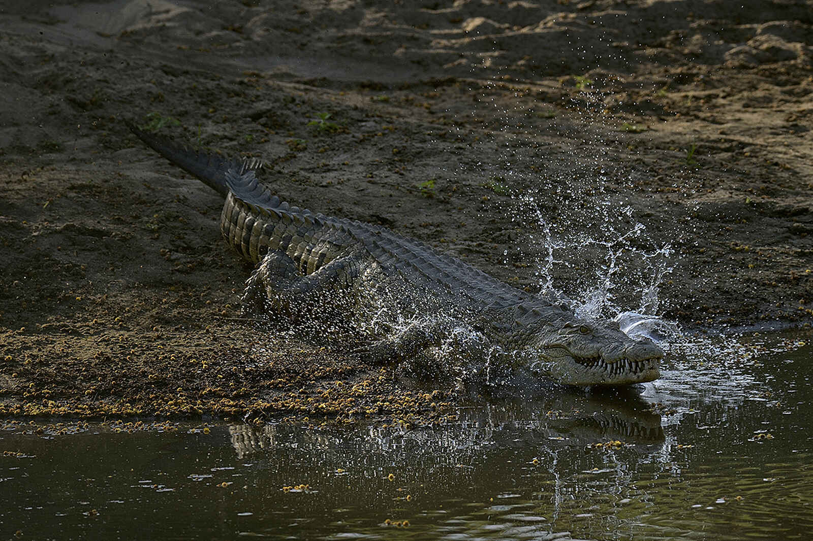 Muzimu Lodge: Krokodil Muzimu Lodge: Krokodil