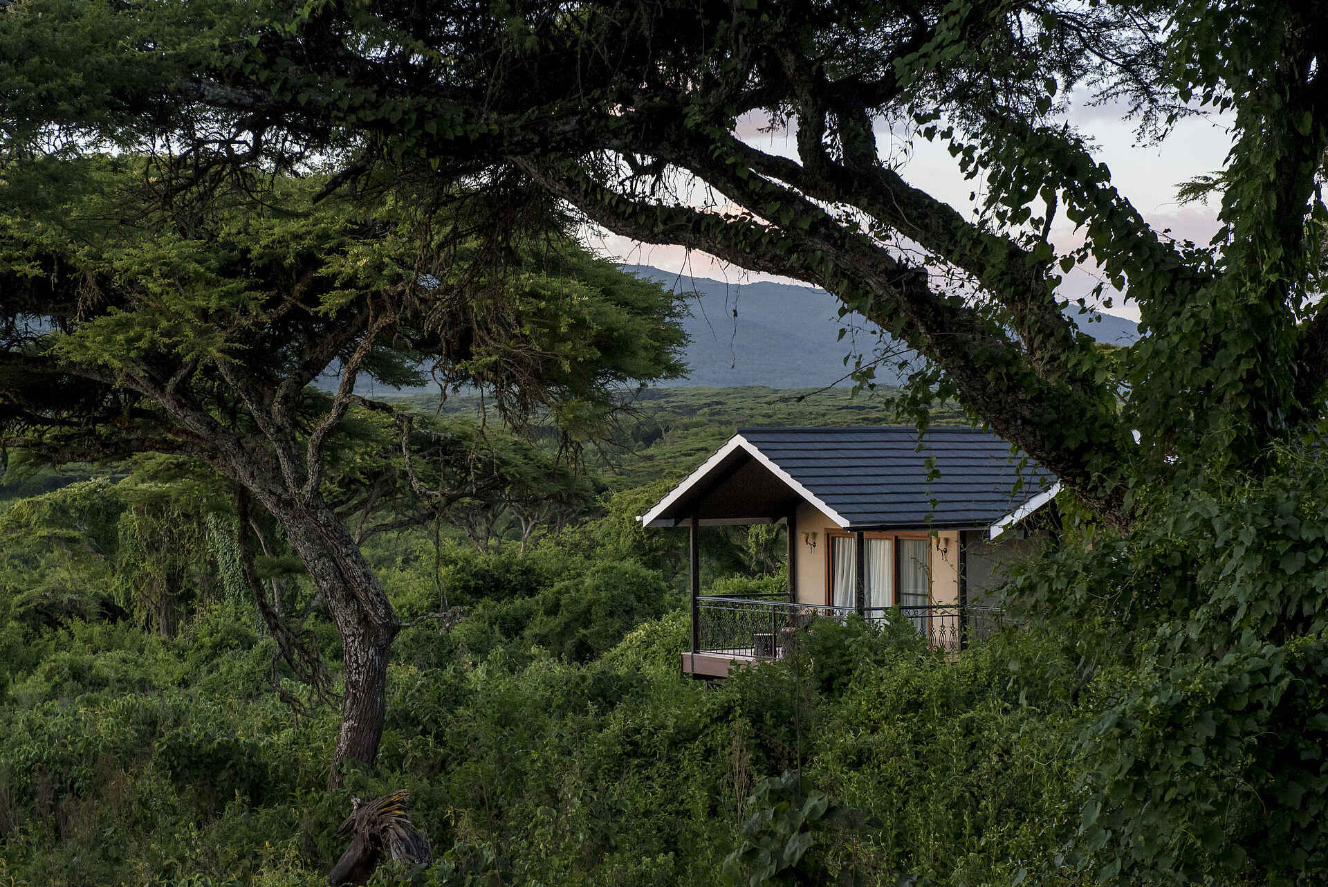 Ngorongoro Lions Paw Camp: Executive Family Room Ansicht