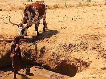 Okahirongo River Camp: Rinderzucht Okahirongo River Camp: Rinderzucht
