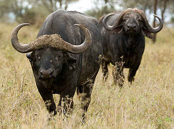 Olakira Camp: Büffel Olakira Camp: Büffel