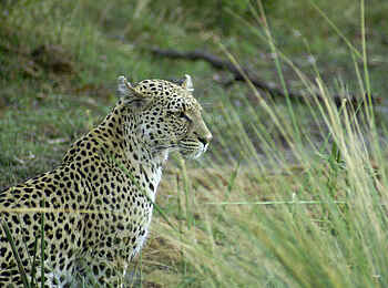 Pom Pom Camp: Leopard Pom Pom Camp: Leopard