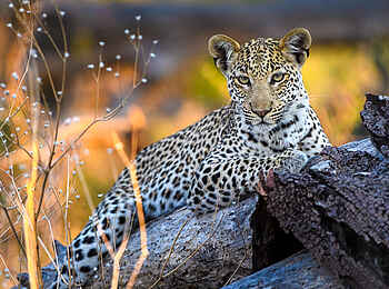 Qorokwe Camp: Leopard