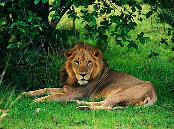 Robin Pope River Journeys: Ruhender Löwe