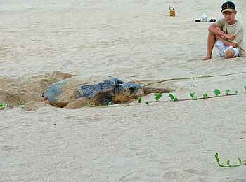 Rocktail Beach Camp: Karettschildkröte bei Eiablage
