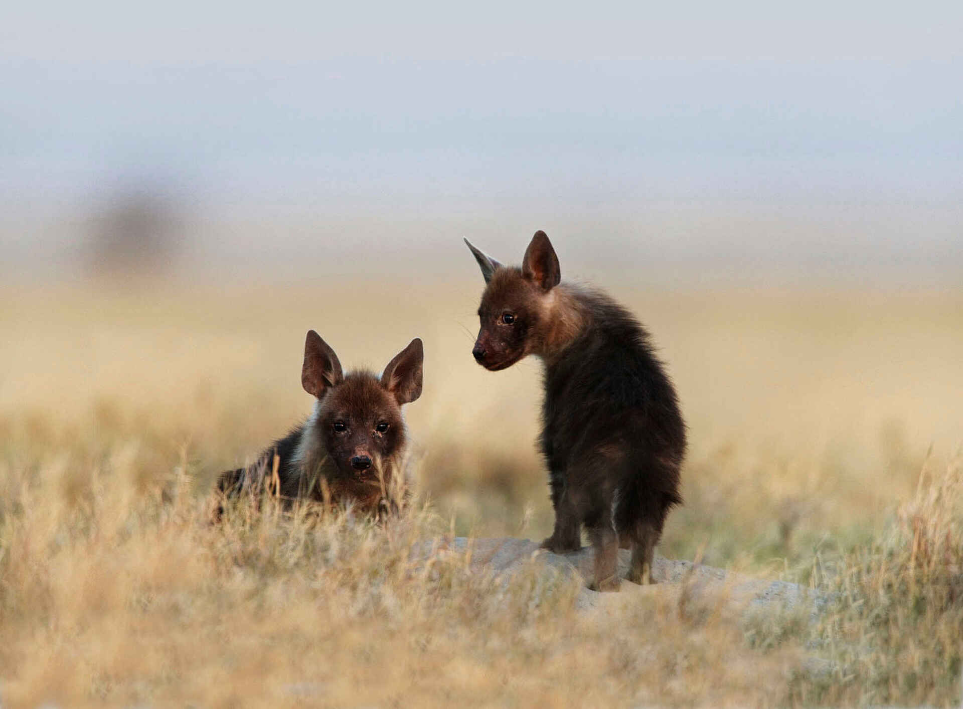 Baobab, CT11, Makgadikgadi, Ntwetwe Pan, Nxai Pans, San Camp, Schabrackenhyäne, Welpe, Uncharted Africa Safari Co., Ntwetwe-Pfanne