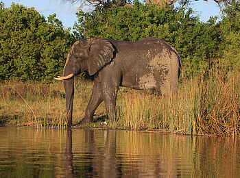 Selinda Canoe Trail: Elefant beim Trinken