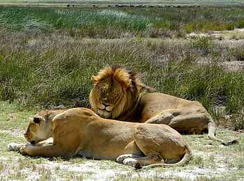 Serian Serengeti South: Löwenpärchen Serian Serengeti South: Löwenpärchen