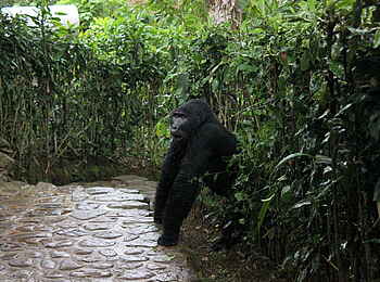 Volcanoes Bwindi Lodge: Gorilla in Sicht