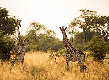 Zarafa Dhow Suite: Giraffen