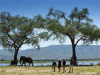 Nyamatusi Camp: Buschwanderung mit Elefant Nyamatusi Camp: Buschwanderung mit Elefant