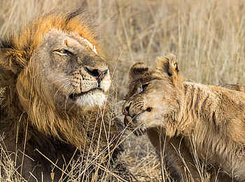 Sabi Sabi Little Bush Camp: Haarige Harmonie
