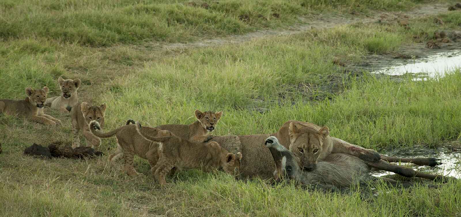 Somalisa Camp: Eine Löwin und einige Jungtiere fressen ihre Beute Somalisa Camp: Eine Löwin und einige Jungtiere fressen ihre Beute