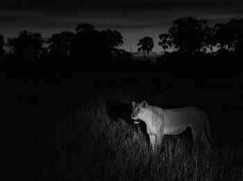 Chitabe Lediba Camp: Night Drive