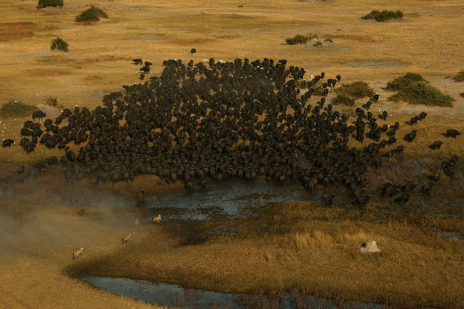 Duba Plains Camp: Jagd auf Büffel Duba Plains Camp: Jagd auf Büffel