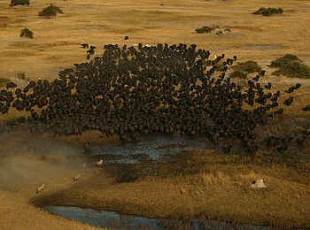 Duba Plains Camp: Jagd auf Büffel