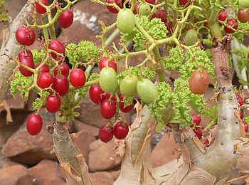 Etendeka Mountain Camp: Fauna Etendeka Mountain Camp: Fauna