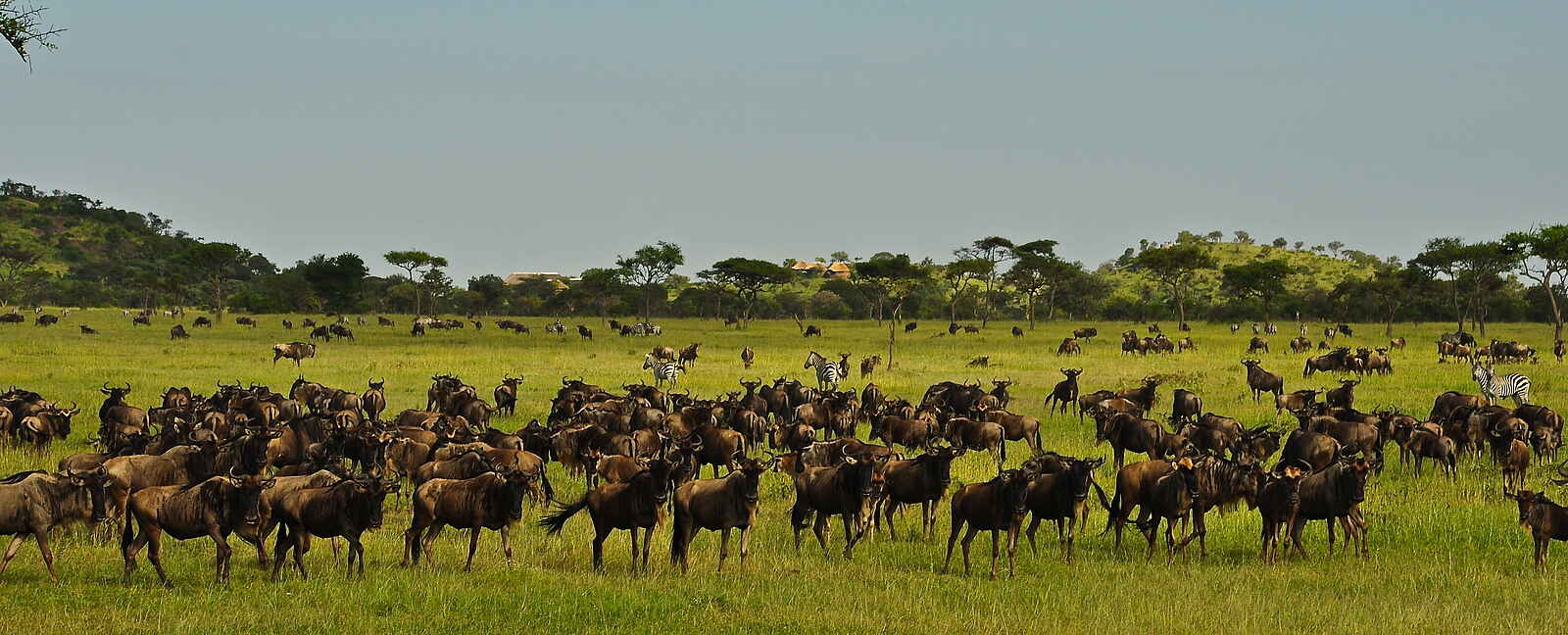 Grumeti Hills Camp: Gnuherde mit Camp im Hintergrund Grumeti Hills Camp: Gnuherde mit Camp im Hintergrund
