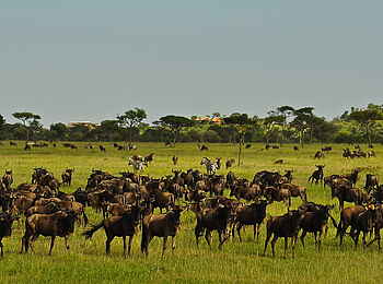 Grumeti Hills Camp: Gnuherde mit Camp im Hintergrund